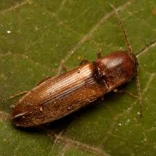 Attēlu rezultāti vaicājumam “Dalopius marginatus”