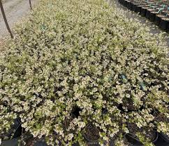 Attēlu rezultāti vaicājumam “Vaccinium angustifolium”