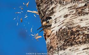 Attēlu rezultāti vaicājumam “Dendrocopos leucotos female”