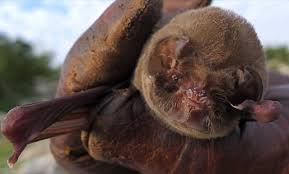 Attēlu rezultāti vaicājumam “Chiroptera”