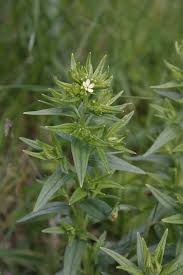 Attēlu rezultāti vaicājumam “Lithospermum officinale”