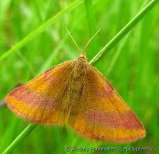 Attēlu rezultāti vaicājumam “Lythria cruentaria”