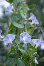 Image result for Ipomoea purpurea