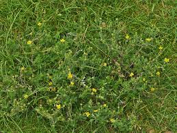 Attēlu rezultāti vaicājumam “Potentilla argentea bud”