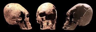 Image result for elongated skulls