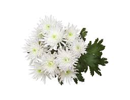 Image result for Chrysanthemum spectabile