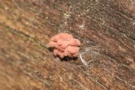 Attēlu rezultāti vaicājumam “Arcyria incarnata”