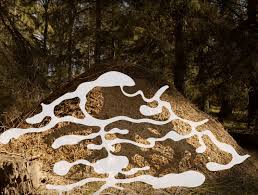 Attēlu rezultāti vaicājumam “Formica rufa pupa”