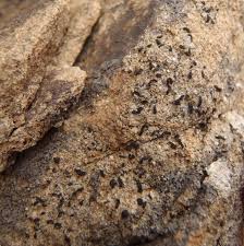 Attēlu rezultāti vaicājumam “Opegrapha rufescens”