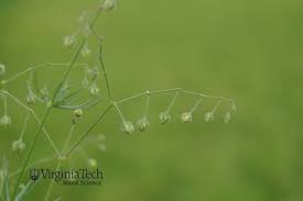 Attēlu rezultāti vaicājumam “Spergula arvensis”