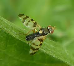 Attēlu rezultāti vaicājumam “Urophora jaceana”