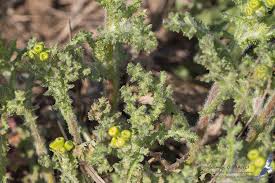 Attēlu rezultāti vaicājumam “Senecio vernalis leaf”