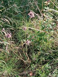 Attēlu rezultāti vaicājumam “Allium scorodoprasum leaf”
