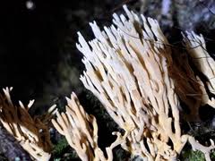 Attēlu rezultāti vaicājumam “Lentaria epichnoa”