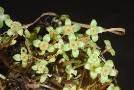 Attēlu rezultāti vaicājumam “Elatinaceae”