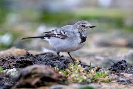 Attēlu rezultāti vaicājumam “Motacilla alba juvenile”