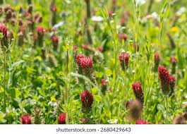 Image result for Trifolium incarnatum