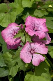 Image result for Lavatera trimestris