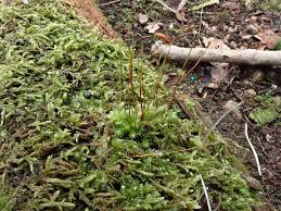 Attēlu rezultāti vaicājumam “Herzogiella seligeri”