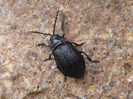 Attēlu rezultāti vaicājumam “Galeruca tanaceti”