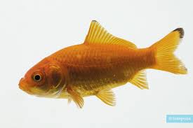 Attēlu rezultāti vaicājumam “Carassius auratus”