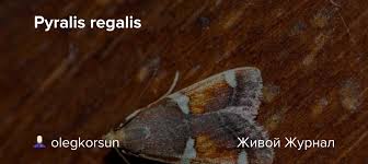 Attēlu rezultāti vaicājumam “Pyralis regalis”