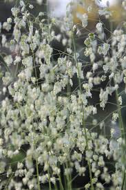 Attēlu rezultāti vaicājumam “Briza media flower”