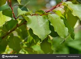 Attēlu rezultāti vaicājumam “Prunus armeniaca leaf”