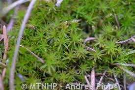 Attēlu rezultāti vaicājumam “Timmia megapolitana”