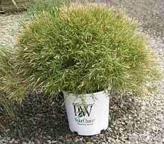 Attēlu rezultāti vaicājumam “Pogonatum dentatum macro”