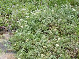 Image result for Rorippa nasturtium-aquaticum