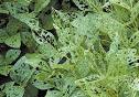 Defoliation by green cloverworm