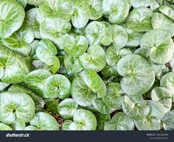 Attēlu rezultāti vaicājumam “Asarum europaeum”