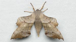 Attēlu rezultāti vaicājumam “Laothoe populi”