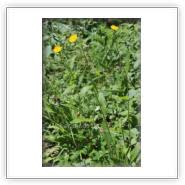 Attēlu rezultāti vaicājumam “Hieracium laevigatum”