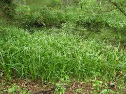 Attēlu rezultāti vaicājumam “Scirpus sylvaticus”
