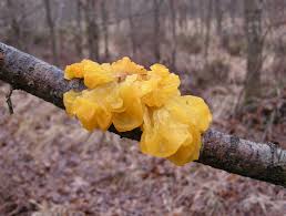 Attēlu rezultāti vaicājumam “Tremella mesenterica”
