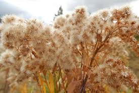 Attēlu rezultāti vaicājumam “Solidago canadensis flower”