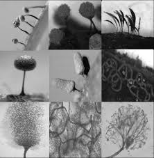 Attēlu rezultāti vaicājumam “Physarum globuliferum”