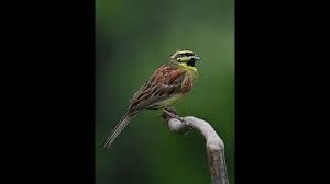 Image result for Emberiza cirlus