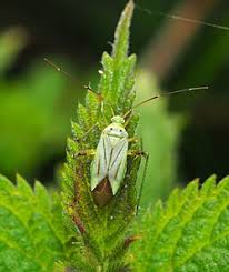 Attēlu rezultāti vaicājumam “Adelphocoris quadripunctatus”