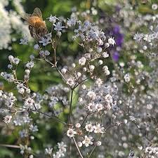 Attēlu rezultāti vaicājumam “Gypsophila paniculata flower”