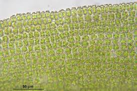 Attēlu rezultāti vaicājumam “Oxystegus tenuirostris”