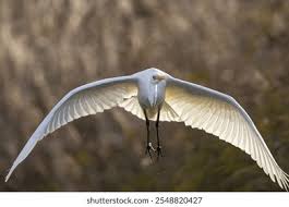 Attēlu rezultāti vaicājumam “Egretta alba”