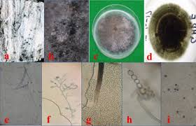 Attēlu rezultāti vaicājumam “Badhamia dubia spores”