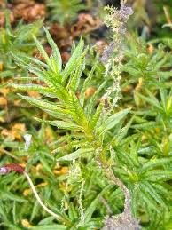 Attēlu rezultāti vaicājumam “Atrichum undulatum”