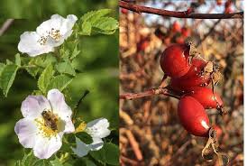 Image result for Rosa canina