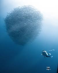 Image result for Tornado Divers