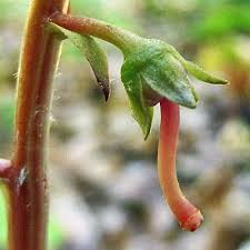 Attēlu rezultāti vaicājumam “Pyrola minor bud”