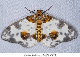 Attēlu rezultāti vaicājumam “Abraxas sylvata imago”